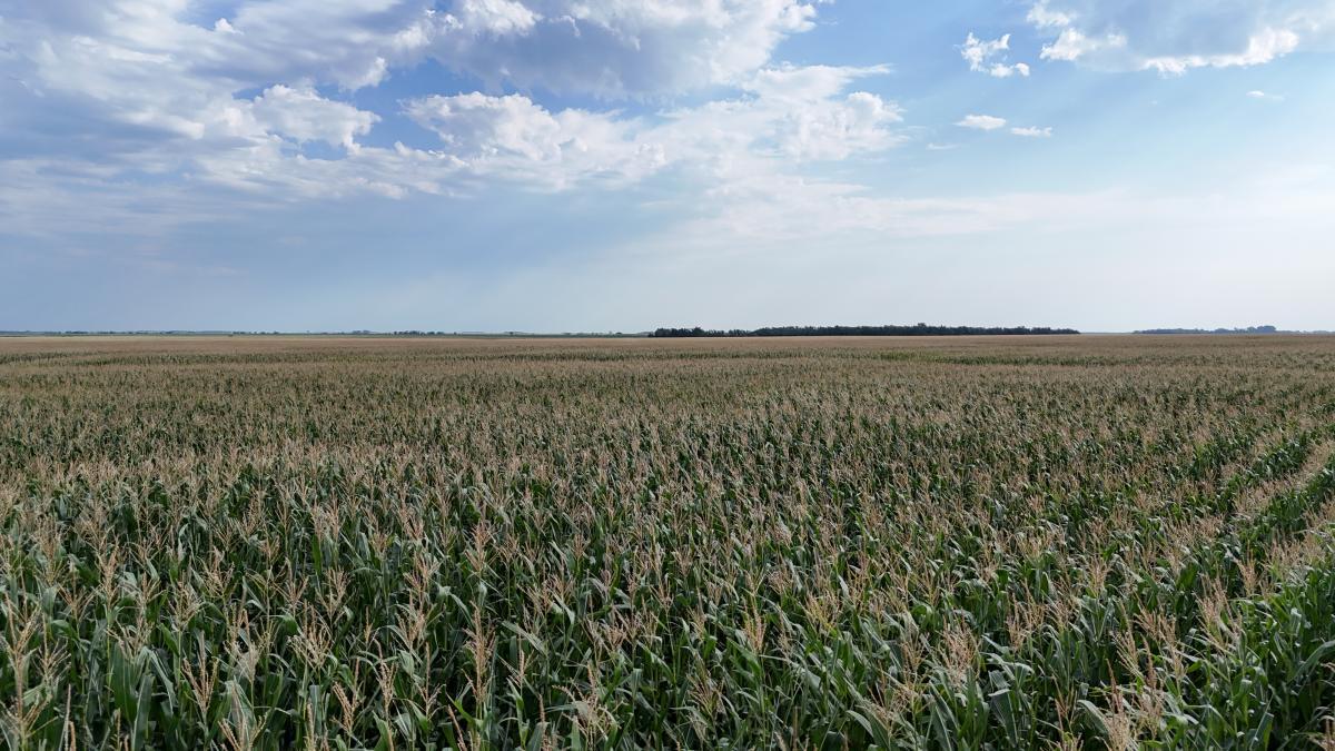 Fall corn in the Red River Valley